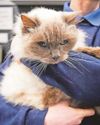 RSPCA launches £20,000 fund to help tackle city's feral cat problem6