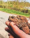 Patrol volunteers help more than 3,000 amphibians cross the road18