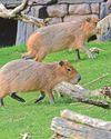 Cool capybaras1