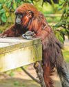 Wildlife Park celebrating the birth of adorable Titi monkey0