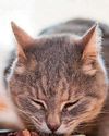 Cat's thyroid is overactive Cat's thyroid is overactive29