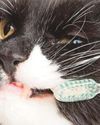 Brush up on cat dental hygiene22