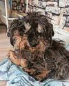 Dog's fur so matted it hurt to be stroked