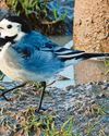 Clear the table for winter bird show