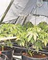 Axe seized as man arrested in cannabis farm raid