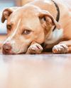 A ruff time for 'old dog' A ruff time for 'old dog'32