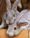 Fears over wild rabbit virus risk Fears over wild rabbit virus risk30
