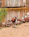 Room with a zoo1