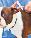 Keep your dog's jab up to fight off illness35