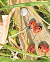 Gardener's best friends hit spot for insect lovers15