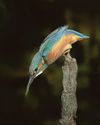 Freeze frame: Kingfisher photo highly commended in national competition