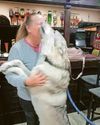 The 'wolfdog' of N.Wales that goes to the pub but never howls at the moon Daily Post