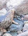 Orphan seal returned to wild is now a mum4