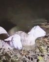 Horror as sheep are driven into river by out-of-control dog6