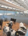 CEVEC calf housing research shows positive outcomes31