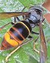 VIGILANCE URGED AGAINST YELLOW-LEGGED HORNET27