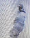 POLICE POSE ‘HANGMAN’ PUZZLE IN SEARCH FOR ‘RHOS BANKSY’ VANDAL14