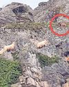 Alarm as dog seen harassing goats on cliff13