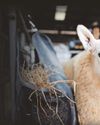 Sheep Village first for Royal Welsh Show15