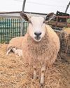 'Calcium deficiency control the key to protect investment'18