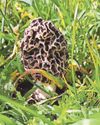 Prized gourmet mushrooms like 'gold' found at top-secret site10
