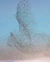 Starlings fall to record low in 2025 Big Garden Birdwatch Starlings fall to record low in 2025 Big Garden Birdwatch