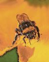 Need to safeguard our precious natural world is clear as A, bee, C Need to safeguard our precious natural world is clear as A, bee, C