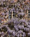 120-year-old wisteria blooms at University 120-year-old wisteria blooms at University