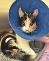 Pixie on the mend after air gun pellet breaks leg Pixie on the mend after air gun pellet breaks leg