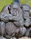 Chimps in the wild spotted sharing fermented fruit Chimps in the wild spotted sharing fermented fruit