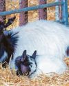 Adorable baby animals spring into life as new season begins Adorable baby animals spring into life as new season begins