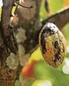 Farmers issue cocoa yield warning Farmers issue cocoa yield warning