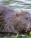 Nature agency accused of stalling over beaver release