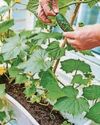 PAT'S THE WAY TO GROW YOUR OWN PAT'S THE WAY TO GROW YOUR OWN