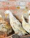 Quartet taking to new life like ducks to water - and they have learned to swim Quartet taking to new life like ducks to water - and they have learned to swim