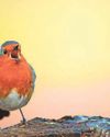 Set your alarms - it's the early bird who hears the very best of nature's spring Dawn Chorus