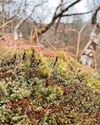 Fight to revive UK's rainforests Fight to revive UK's rainforests