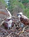 Ospreys lay first egg of the year Ospreys lay first egg of the year