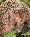 Campaign calls for threatened hedgehogs to be given the edge Campaign calls for threatened hedgehogs to be given the edge