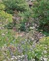 Gardens on display as part of national scheme6