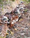 Record number of hen harriers killed or missing, RSPB warns18