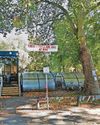 'Glorious' 125-year-old trees saved from being cut down4