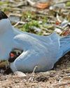 Arctic tern numbers down nearly a third at key site16