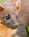 Reintroduced pine martens produce young on Dartmoor13