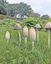 RHS is encouraging everyone to welcome fungi into gardens7
