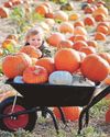 Where to go pumpkin picking11