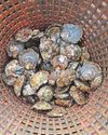 Cutting global emissions 'the only way' to safeguard seafood21