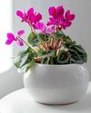 All hail the houseplant20