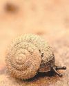 'Charming' hairy snail is focus for London conservation project23