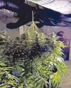 Police find cannabis factory in Melbourne1